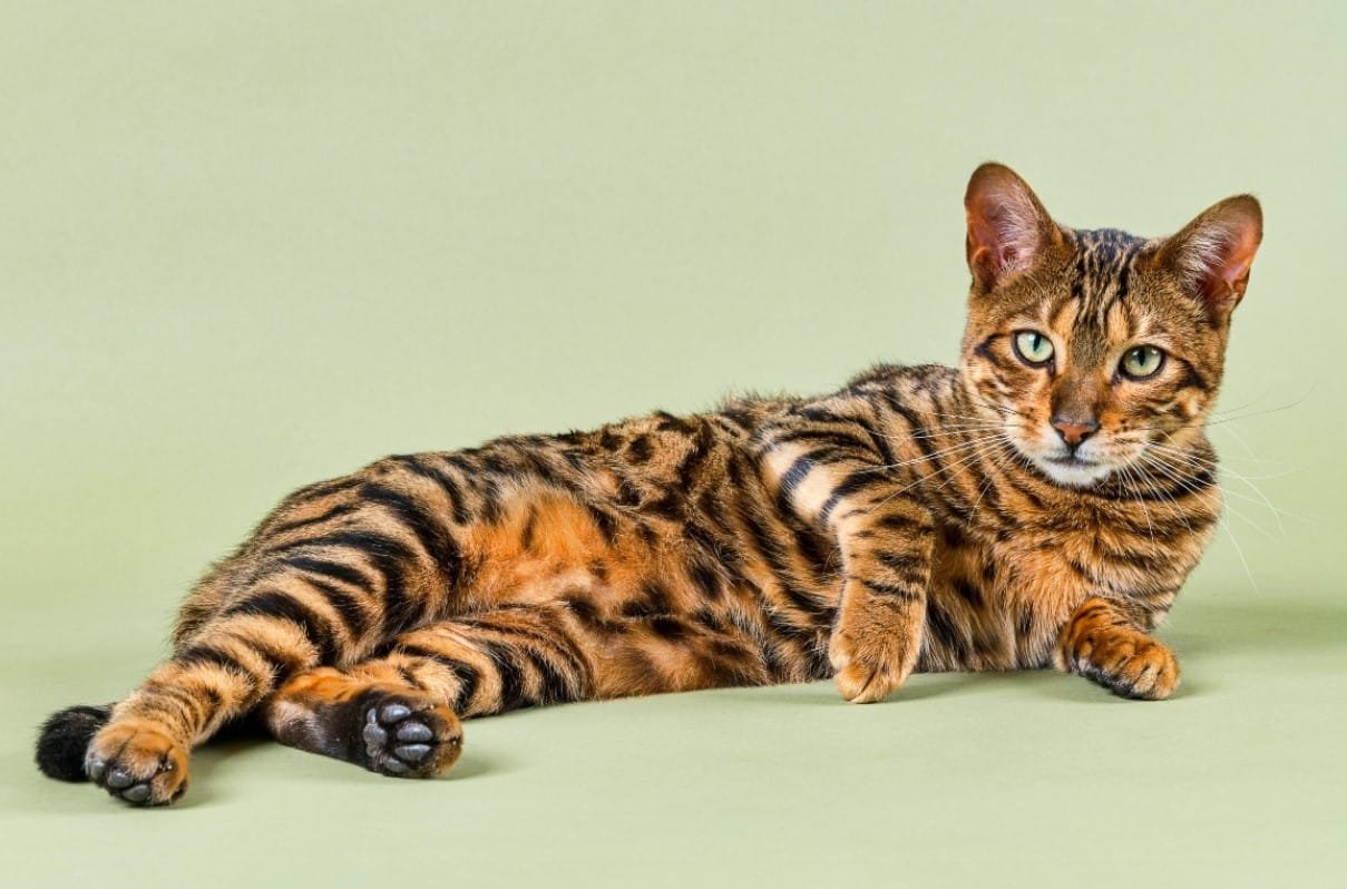 Kucing Toyger: Karakteristik, Perawatan, dan Harga